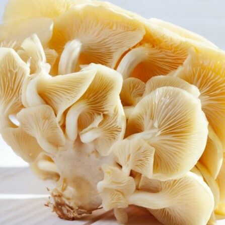 fresh yellow oyster Mushrooms