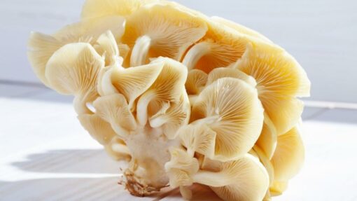 fresh yellow oyster Mushrooms