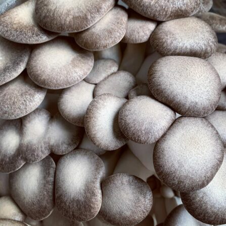 Black Pearl King Oyster Mushrooms closeup