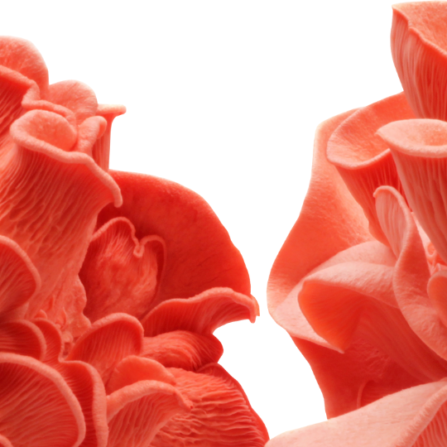 Pink Oyster Mushrooms close-up