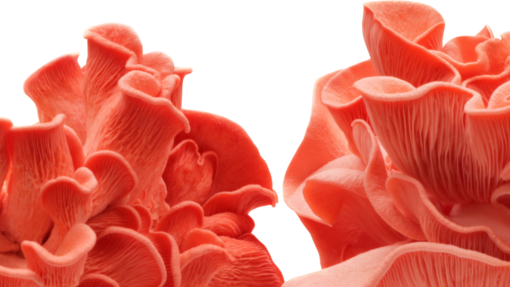 Pink Oyster Mushrooms close-up