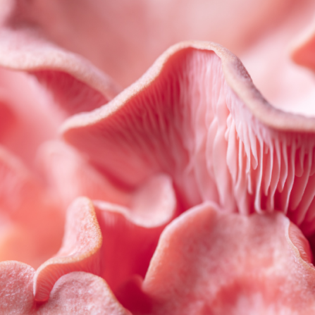 Pink Oyster Mushrooms closeup