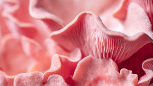 Pink Oyster Mushrooms closeup