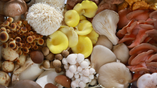 mixed variety of mushrooms