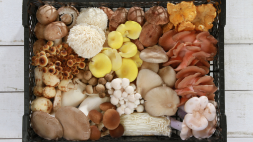 Mixed Gourmet Mushrooms