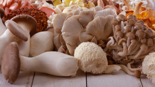 mixed exotic mushrooms
