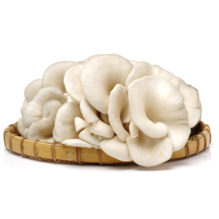White Oyster Mushrooms close-up