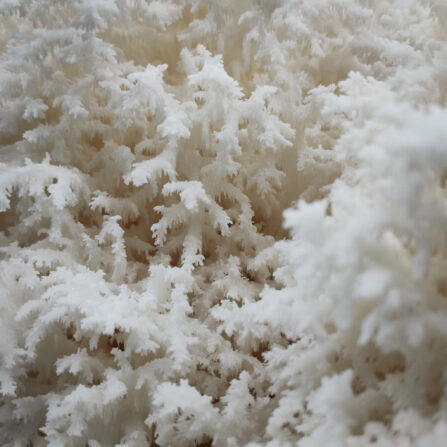 snowflake coral tooth fungus