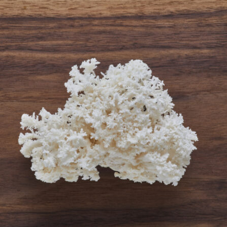 coral tooth snowflake mushrooms