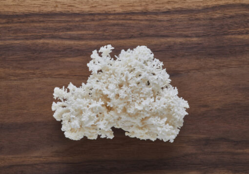 coral tooth snowflake mushrooms