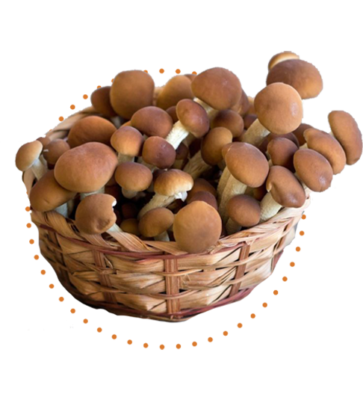 Pioppono mushrooms icon