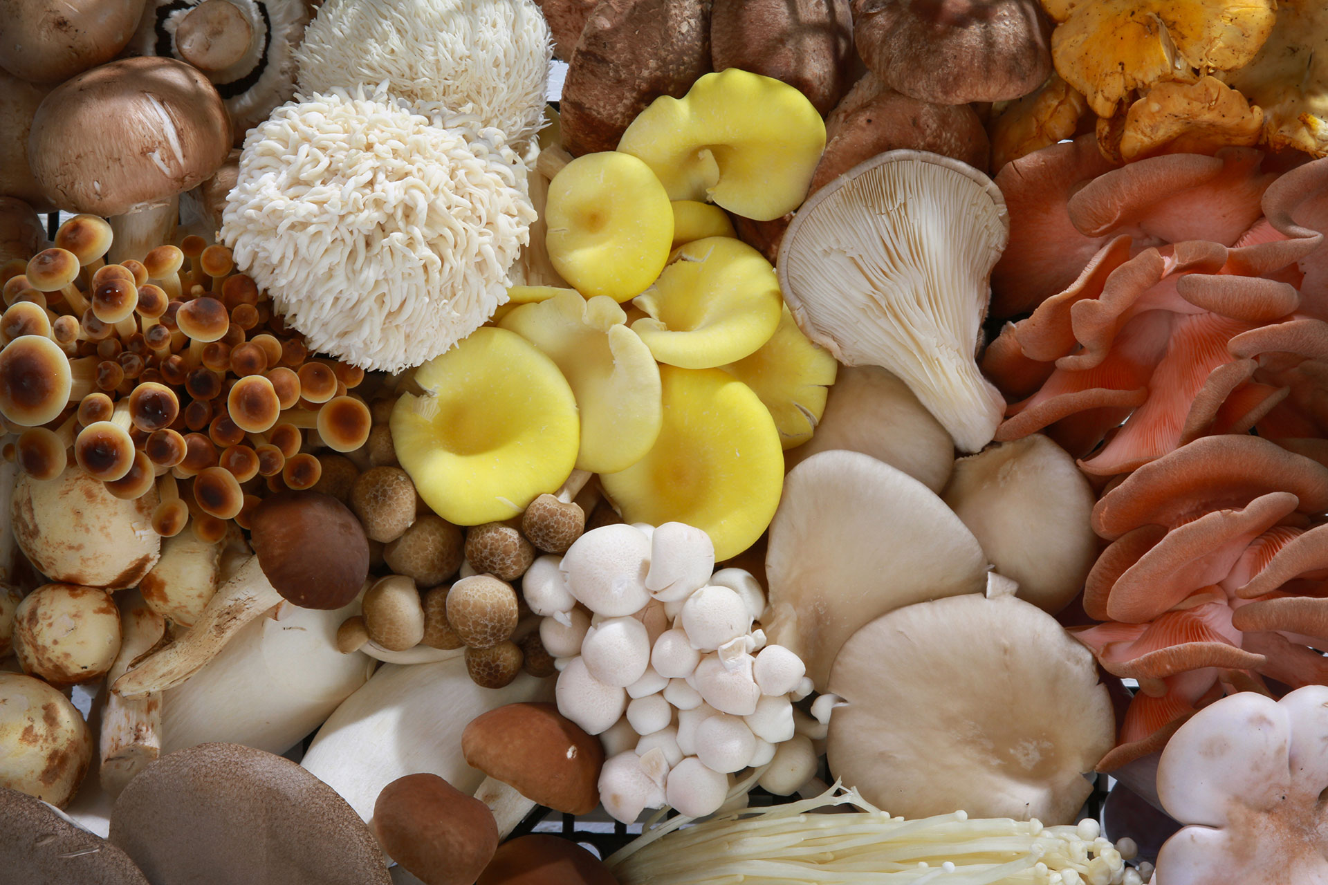 varieties of exotic mushrooms