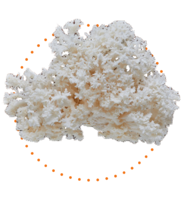 Coral tooth mushrooms icon