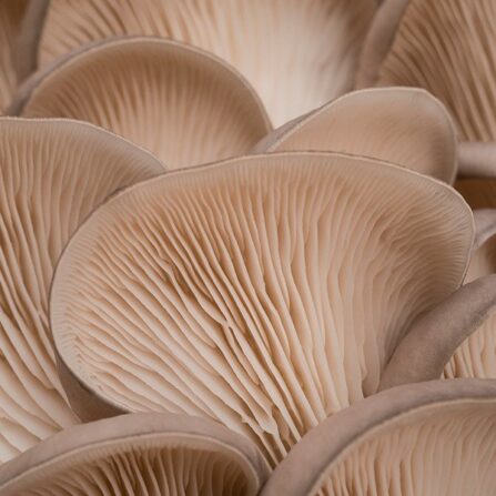 Tan oyster mushrooms