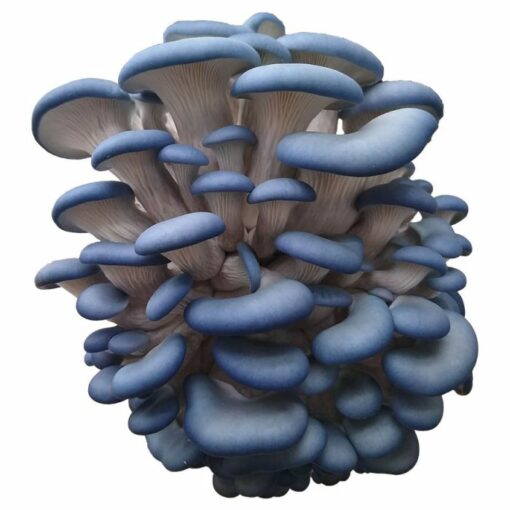 Blue Shimeji Mushrooms