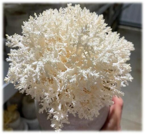Coral Tooth Mushrooms